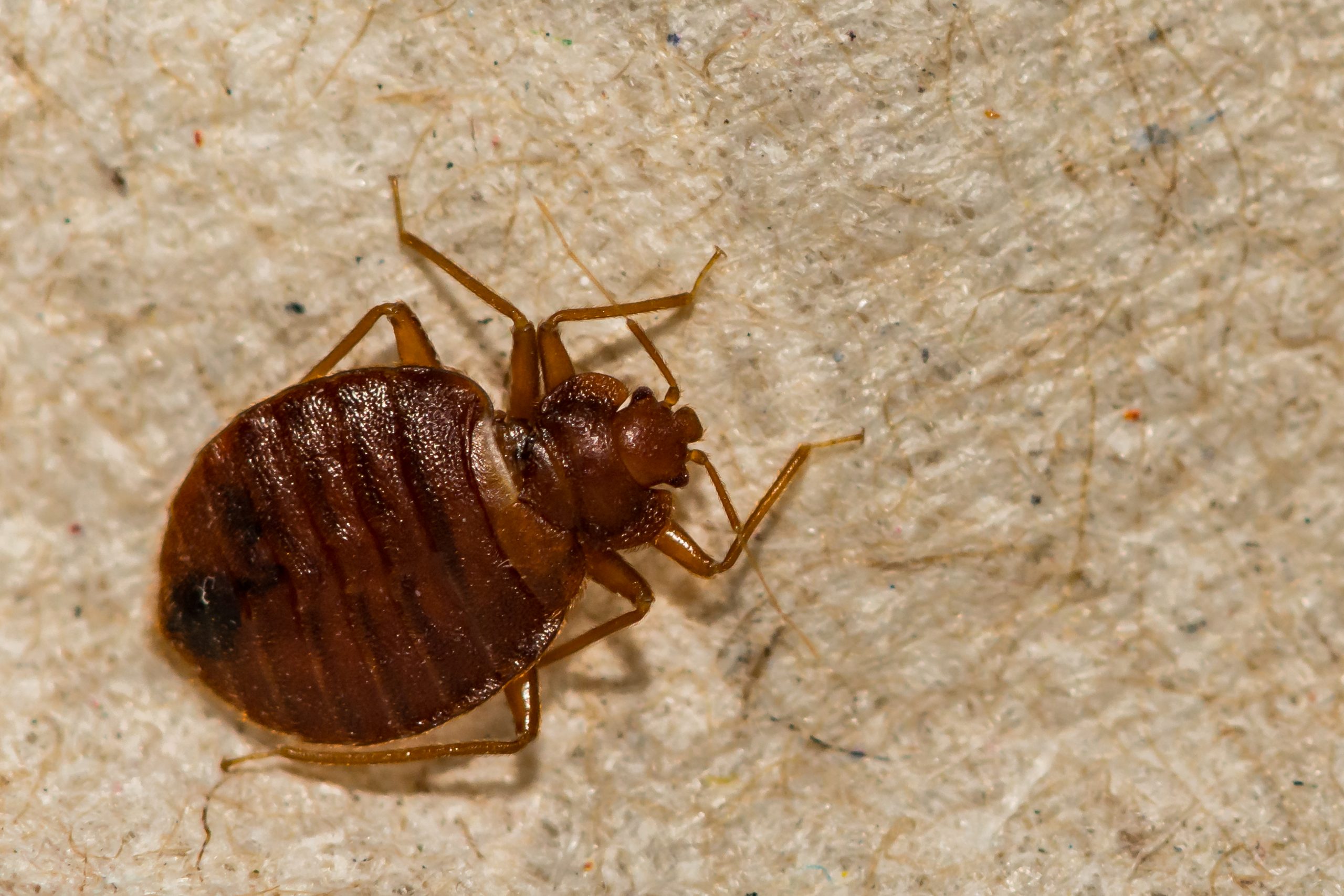Bed Bug Removal Exterminator Athens GA