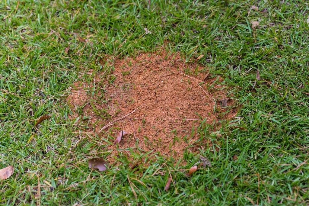 Fire Ant Removal Athens GA