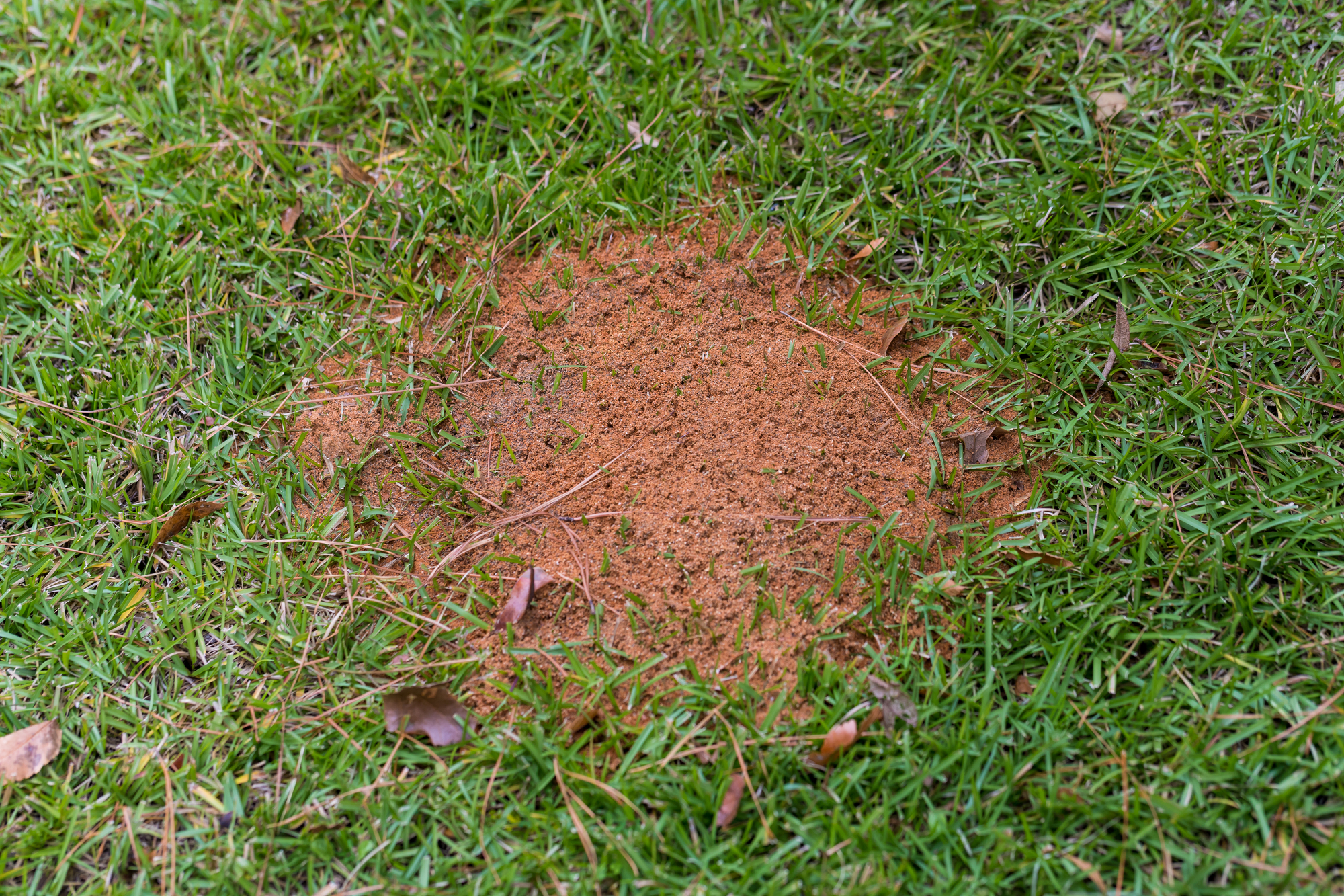 Fire Ant Mound Removal Athens GA