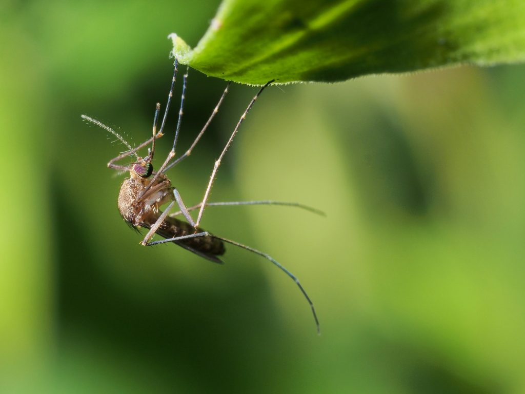 Mosquito Removal Athens GA