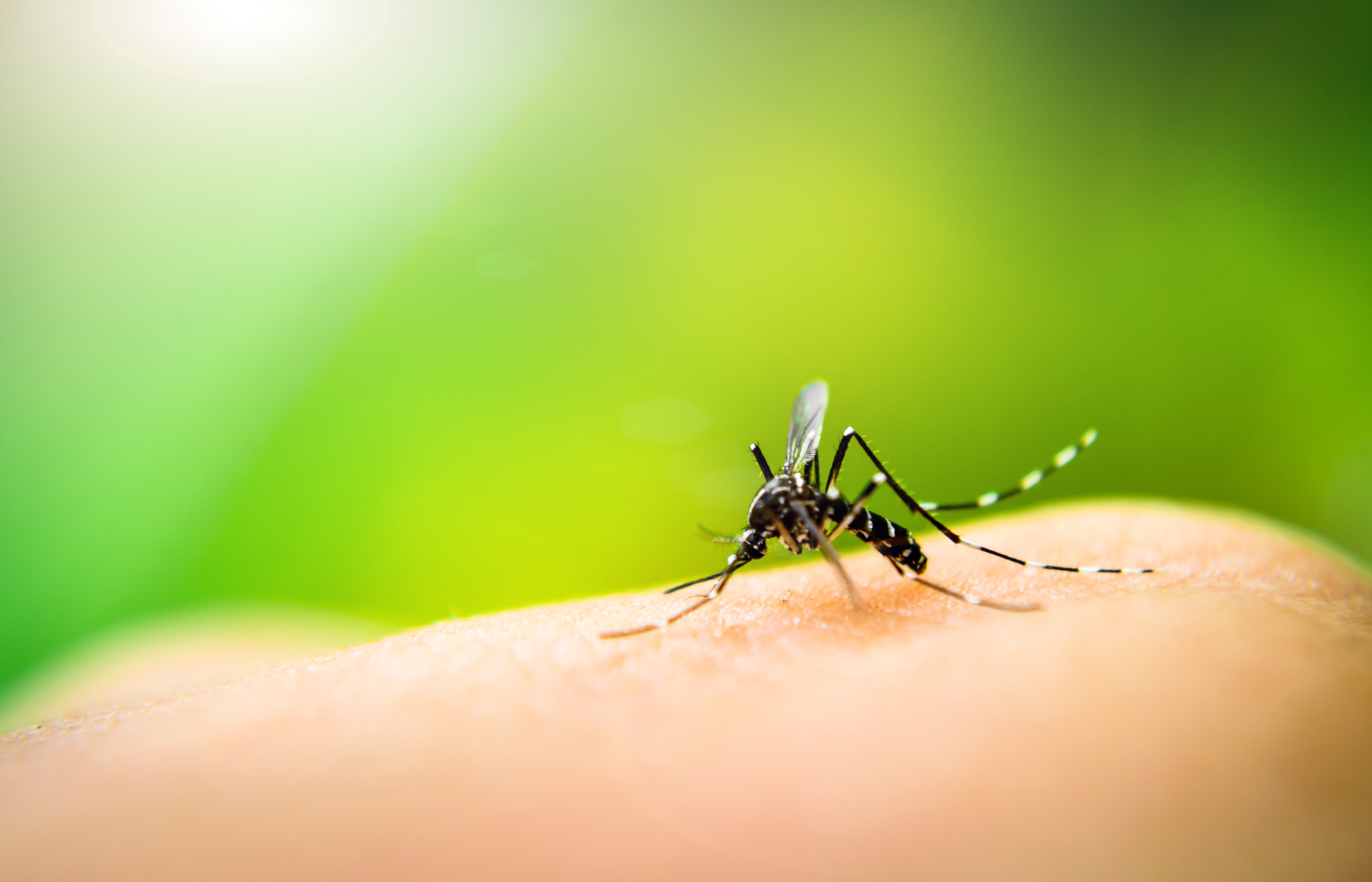 Local Mosquito Removal Athens GA