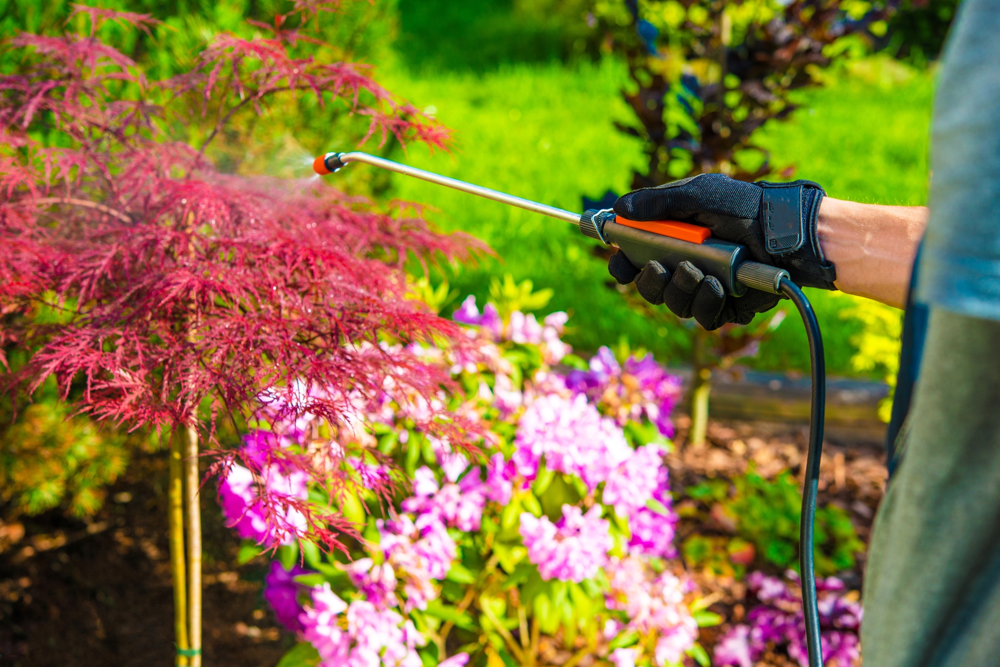 Pest Removal Near Me Athens GA