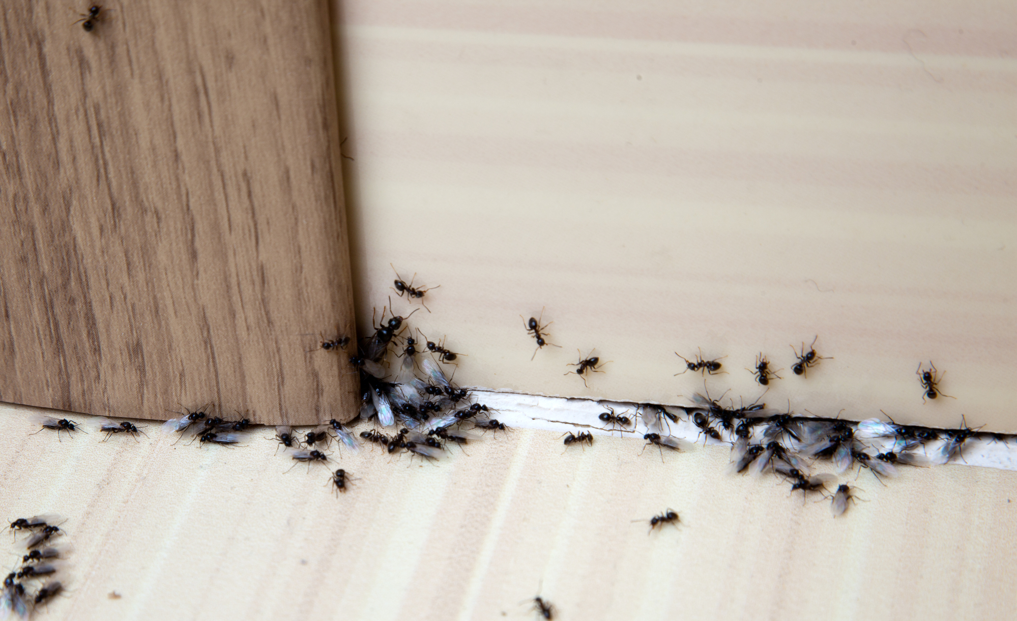 House Ant removal Athens GA