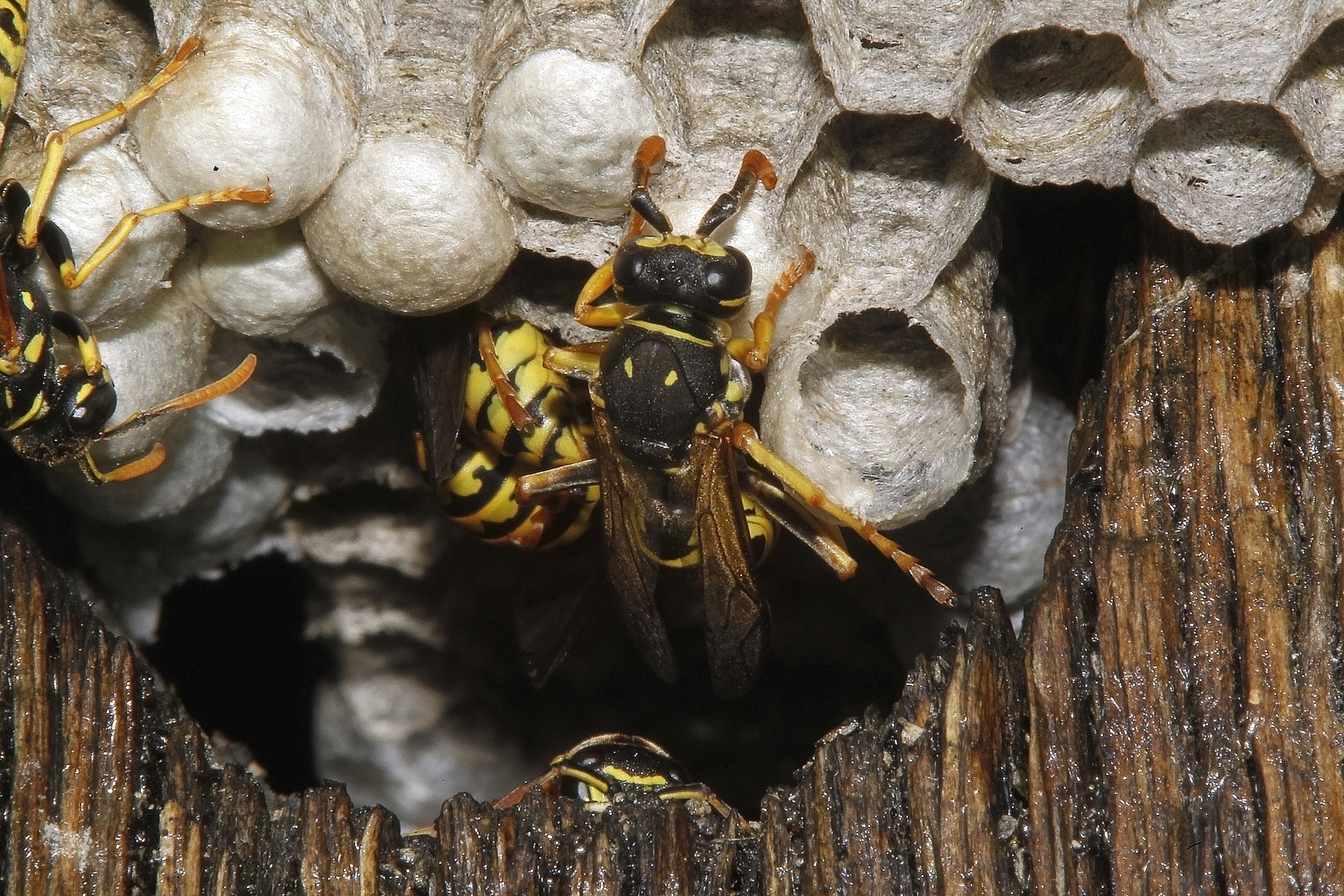 Bee Hive Removal Athens GA
