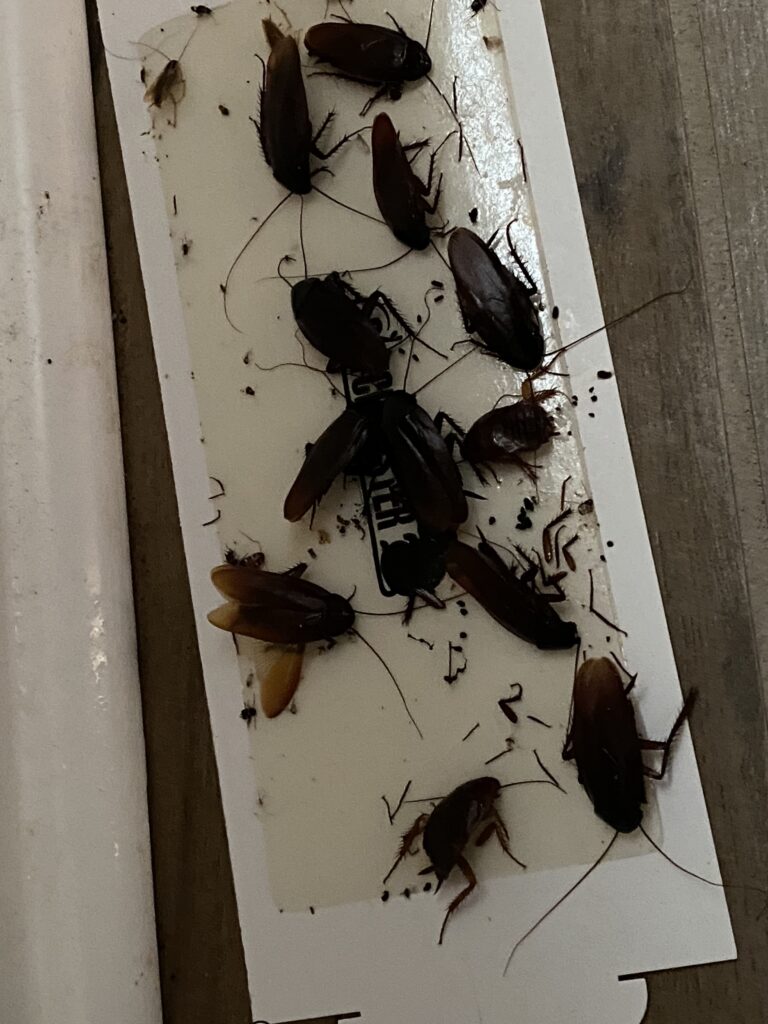 Roach Removal Service Company
