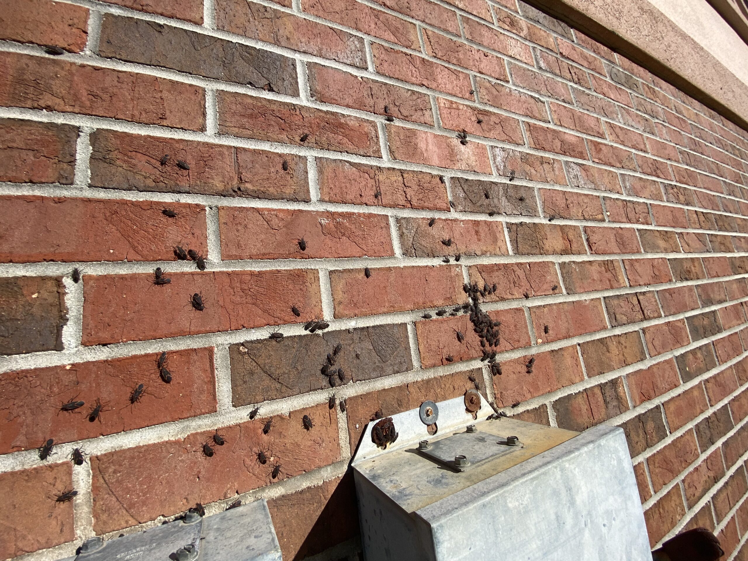 Exterminator Athens GA