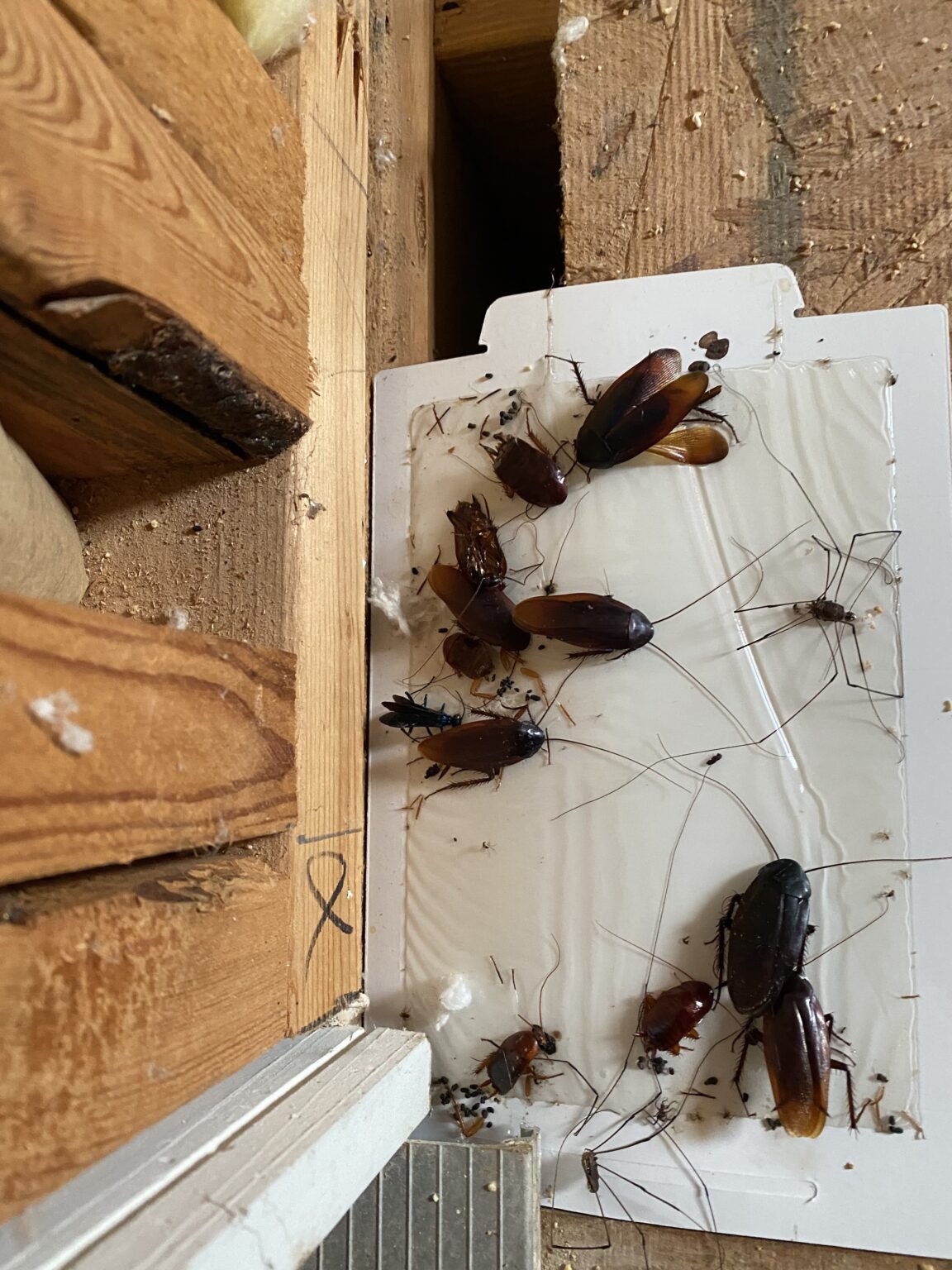 Pest Control Athens GA Best Bed Bug, Mosquito, Termite Exterminator