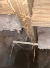 Termite Exterminator Athens GA