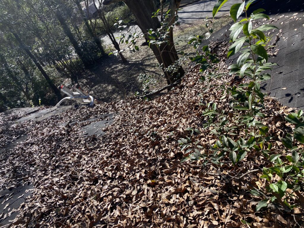 Pest Inspection Company Athens GA