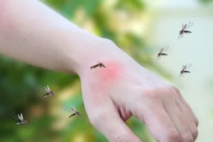 Mosquito Control - Pete's Pest Control