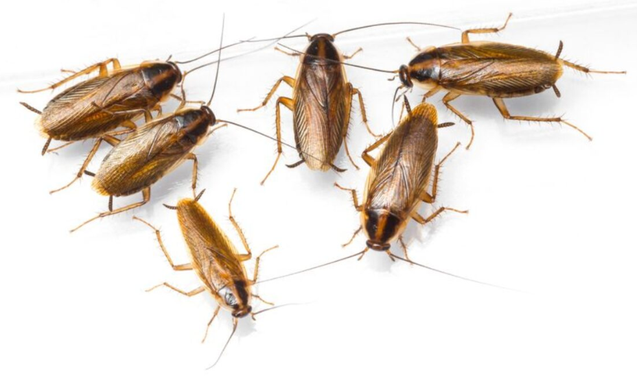 German Cockroaches