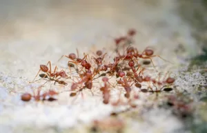 red imported fire ants