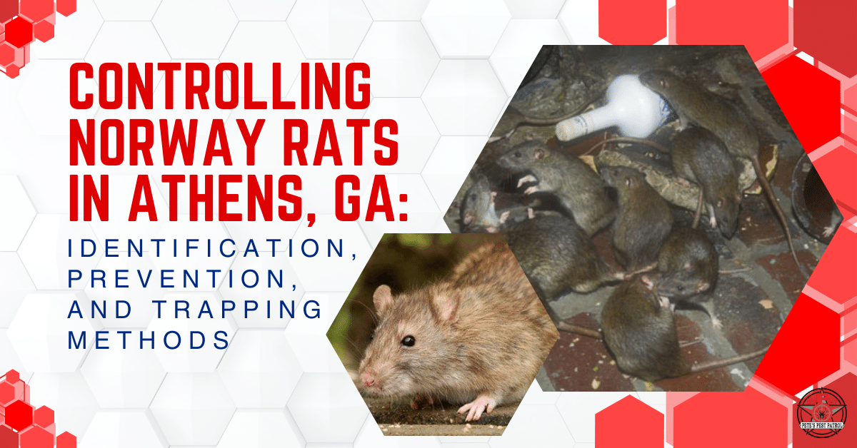 Controlling Norway Rats in Athens, GA Identification, Prevention, and Trapping Methods