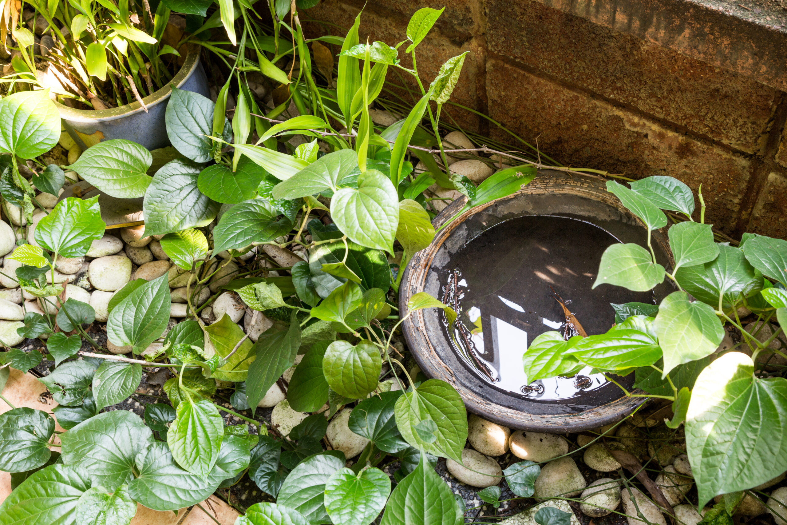 Mosquito Removal Strategies for Urban vs. Rural Areas