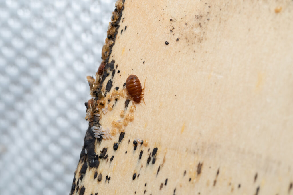 bed bugs with it's eggs and babies on a bed slates
