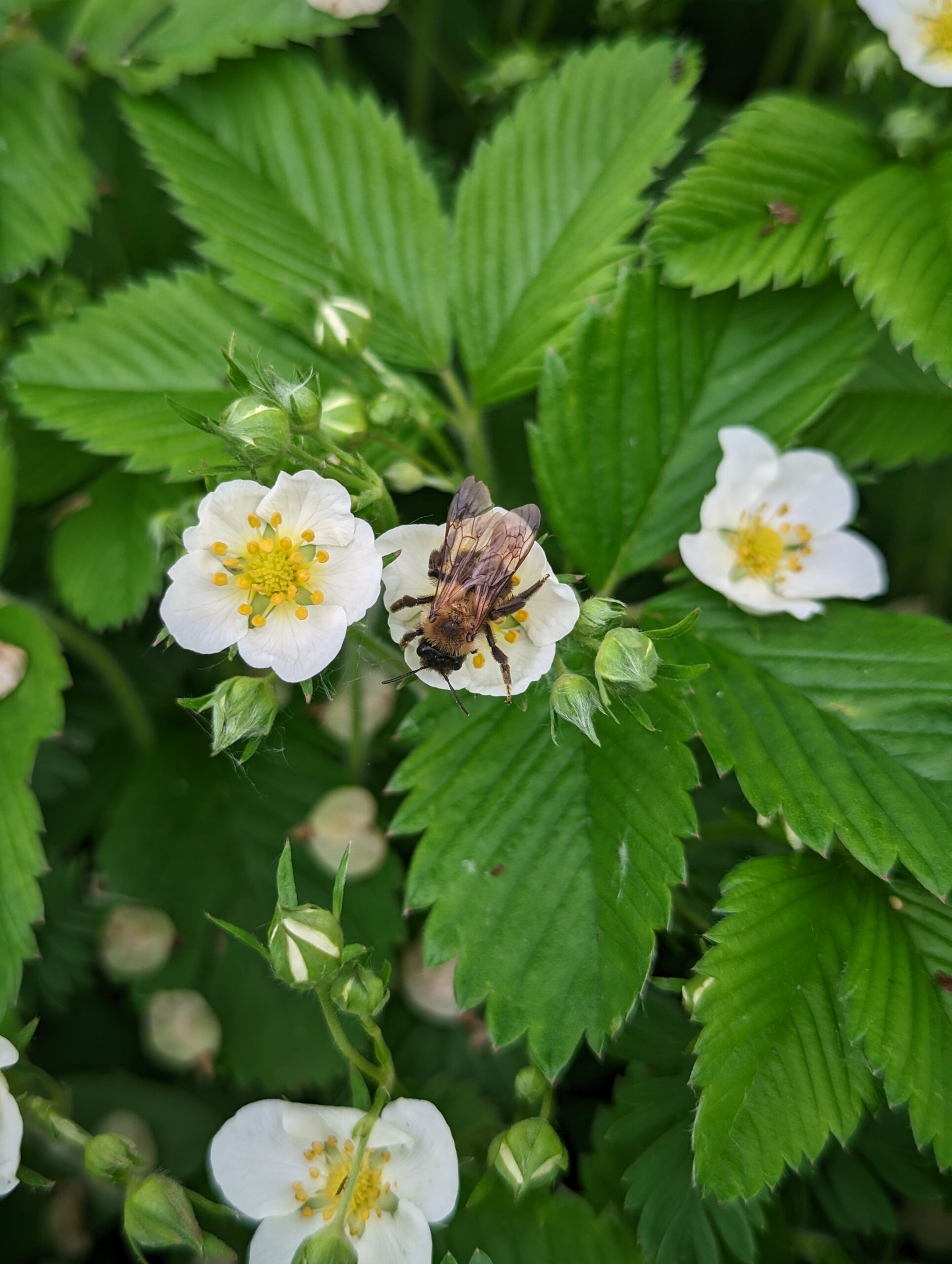 A busy bee expertly pollinates the delicate strawberry flowers that are surrounded by vibrant green leaves