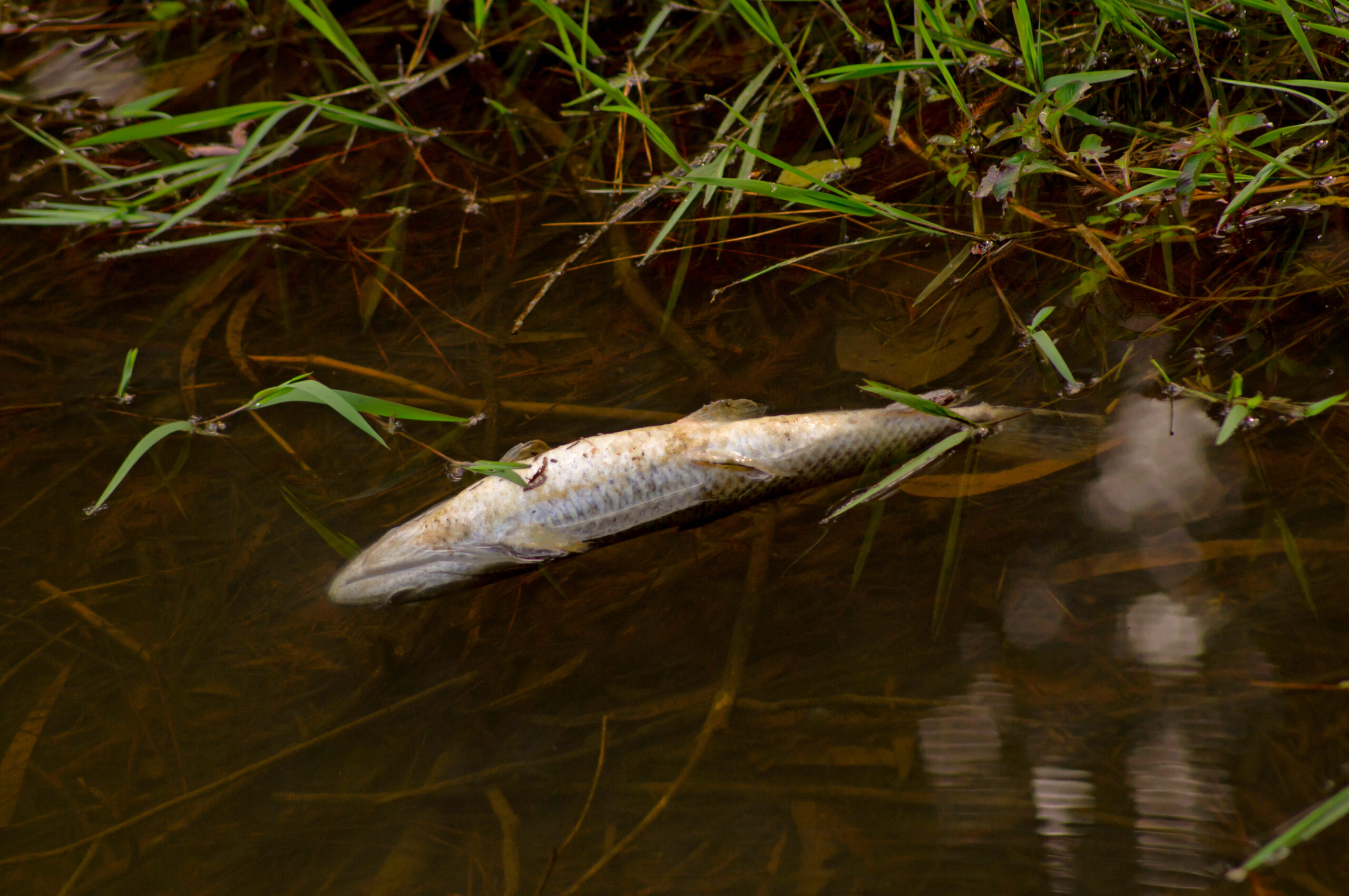 dead fish with its belly up floating on the lake due to pesticide contamination