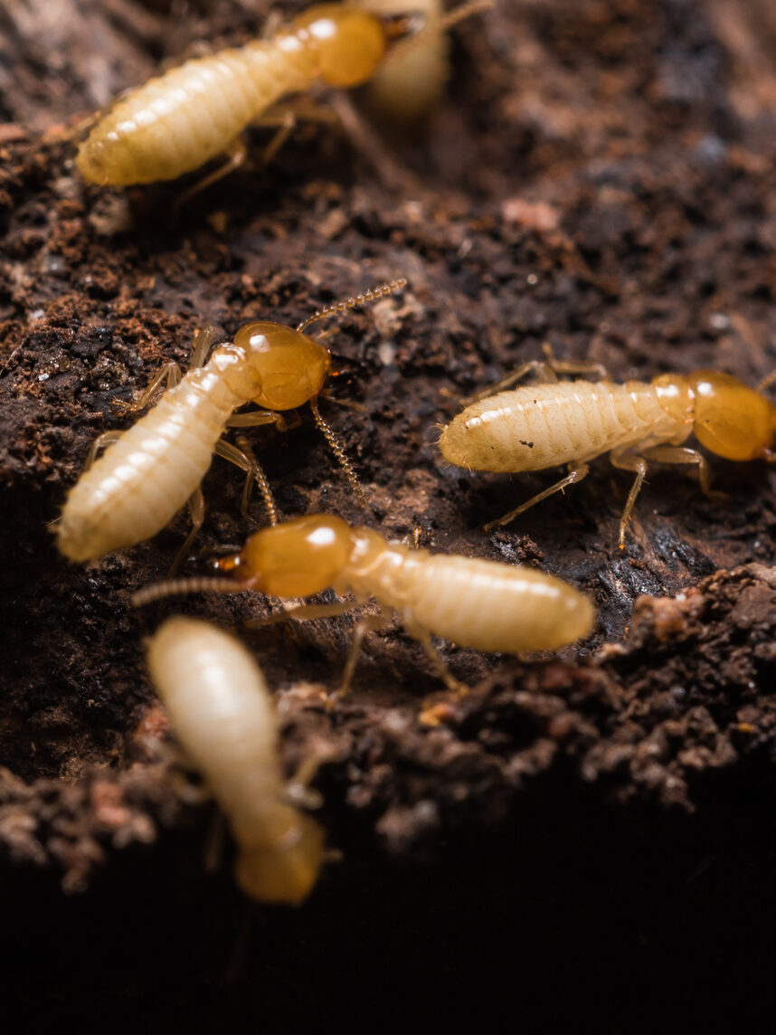 Termite Removal Company Athens GA