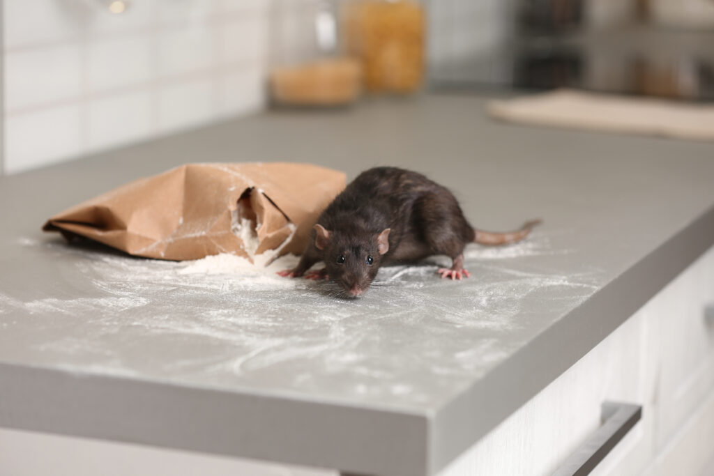 rat near gnawed bag of flour on kitchen counter. household pest