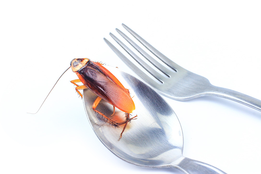 Cockroach on metal spoon beside fork