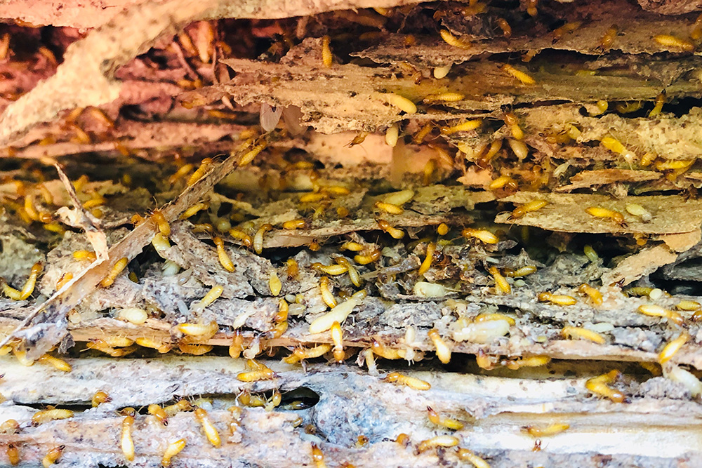 Termites infesting and damaging wooden structure layers