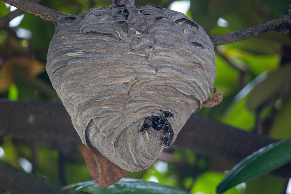 Large paper wasp nest hanging from tree branch