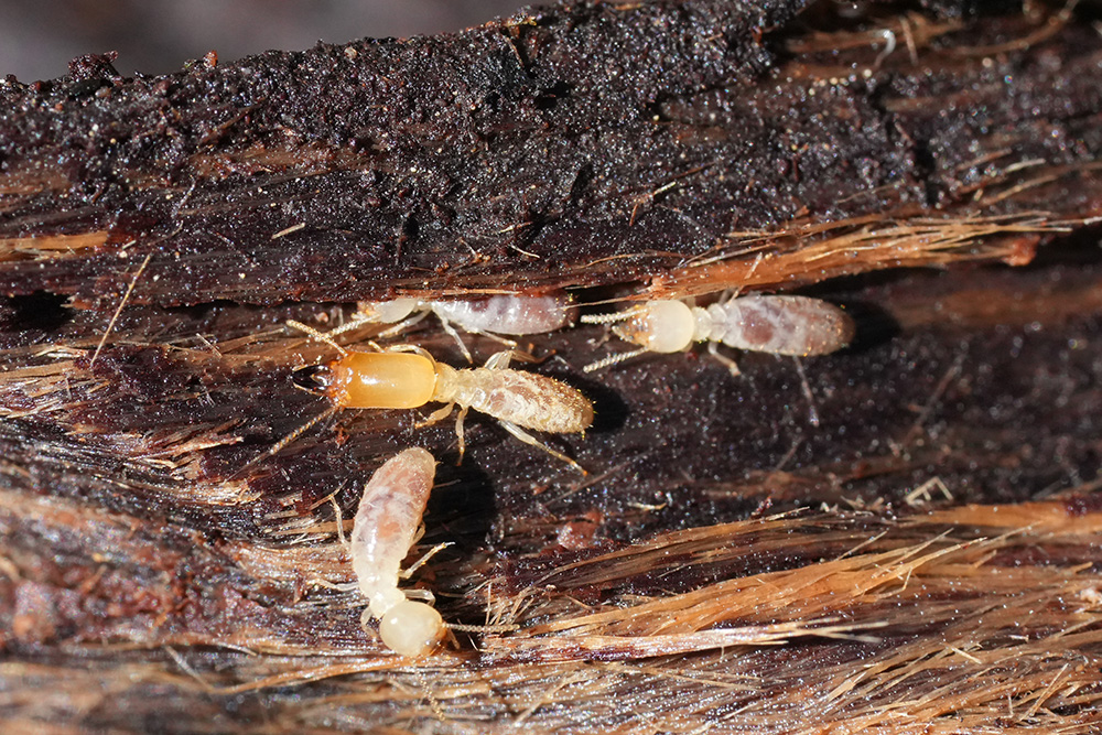 Termites crawling inside damaged wooden beam