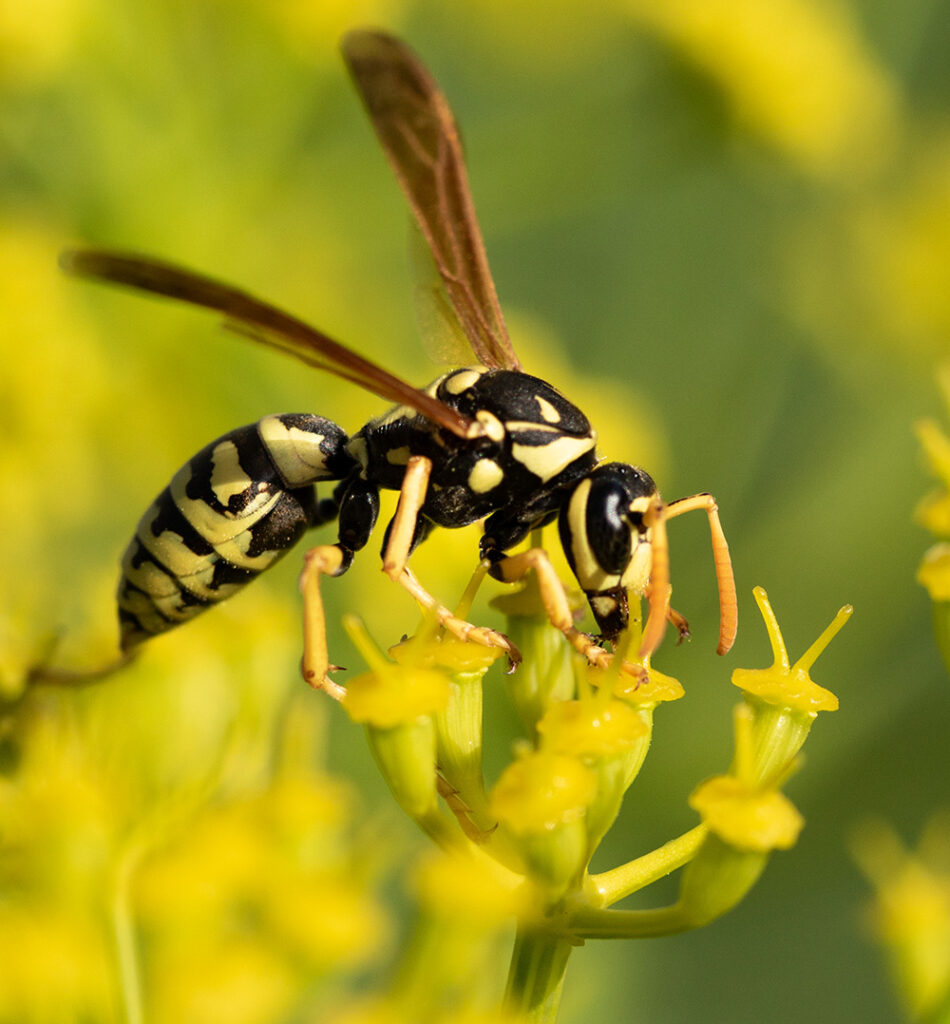Close-up of yellowjacket wasp on yellow flowers