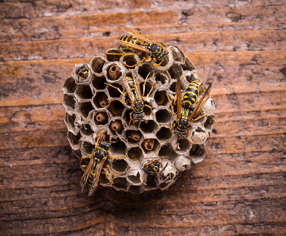 Yellowjackets on papery nest against wooden surface
